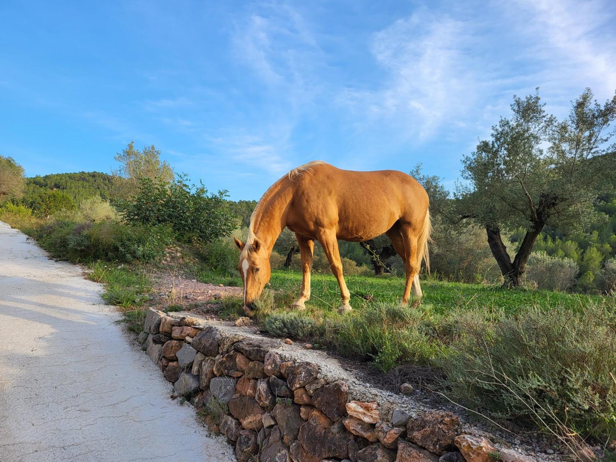 Masia De Matuta Vall de Almonacid Exteriér fotografie